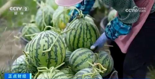 黑料吃黑瓜网每日大赛,揭秘网络黑幕，共赏精彩对决