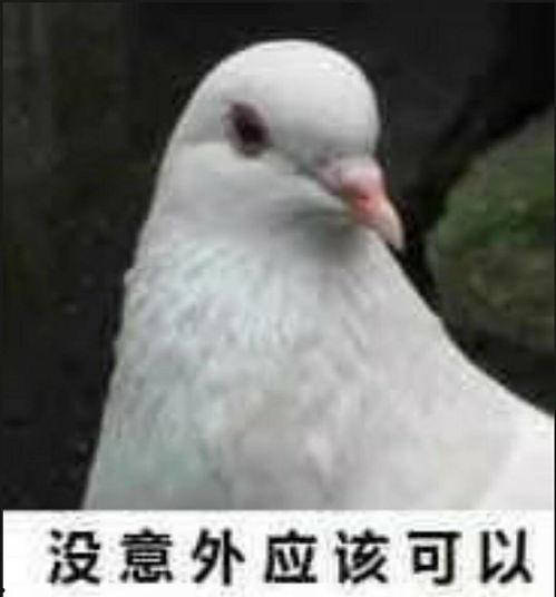 网红吃瓜鸽子图片大全