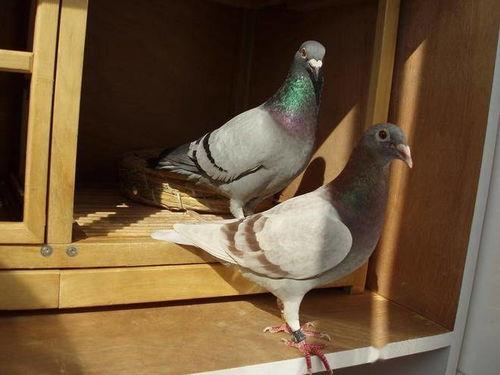 网红吃瓜鸽子图片大全