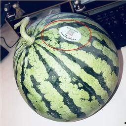 网红月月吃瓜,揭秘网红背后的真实生活