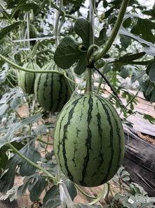 网红月月吃瓜,揭秘网红背后的真实生活