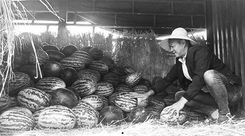 武都网红吃瓜群众事件真相