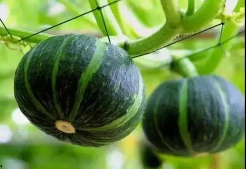 善堂网红吃瓜视频下载安装