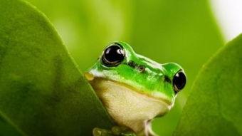 网红蛙卖崽吃瓜是真的吗,真相揭秘