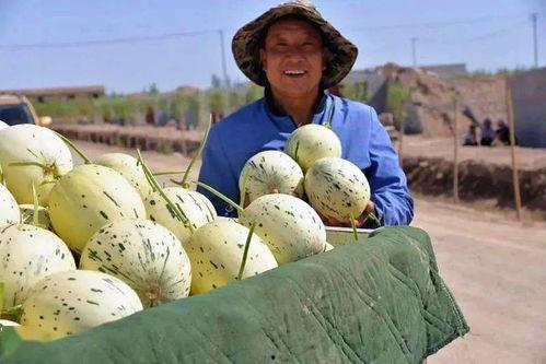 甘肃网红吃瓜事件,揭秘网络舆论的风暴与真相