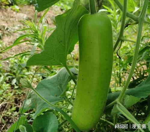 网红吃瓠子瓜视频下载,视频下载引发网友热议