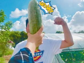 网爆网红吃瓜,揭秘网络舆论背后的真相