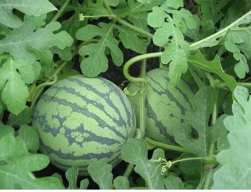 青海269吃瓜网,揭秘青海本土热点事件，带你领略青海风情