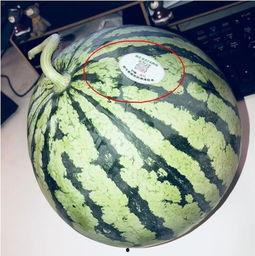 香港的网红吃瓜,揭秘娱乐圈最新“瓜田”风云