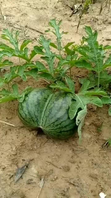 吉祥吃瓜网,揭秘娱乐圈幕后故事,带你畅游八卦盛宴