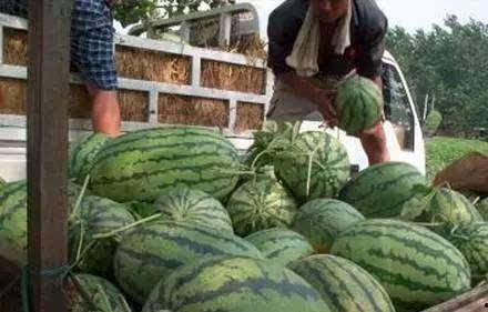 农村吃瓜网,揭秘乡村生活趣味,畅享田园风光