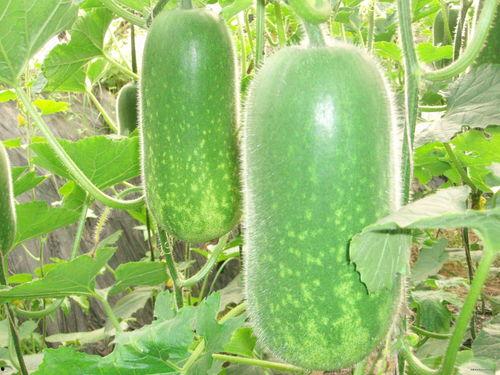 全国吃瓜官网推荐,揭秘各地特色美食,尽享人间烟火气