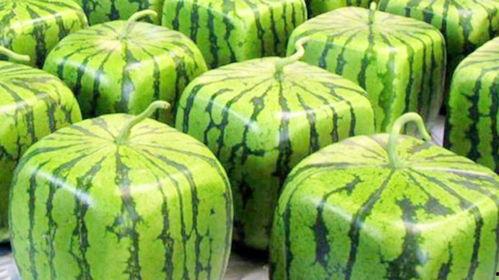 吃日本瓜的网红有哪些人,日本瓜网红的人生轨迹与影响力