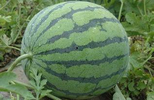 吃瓜群八卦网红,吃瓜群八卦背后的真相