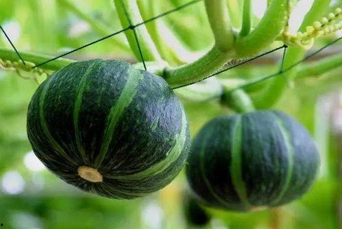 荷兰网红吃瓜视频大全免费观看