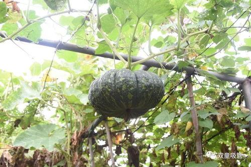 吃瓜官网免费观,免费观剧，畅享娱乐盛宴