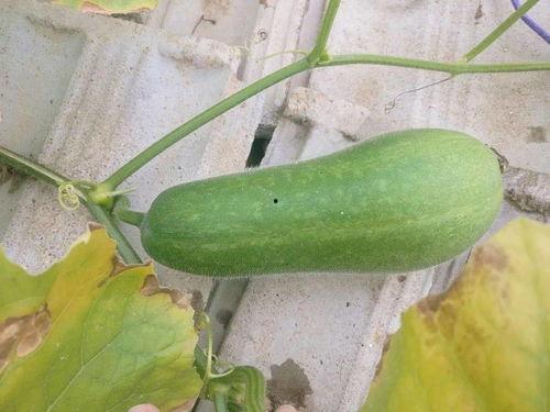 ym吃瓜网,揭秘娱乐圈最新热点，带你领略明星幕后故事