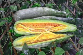 云霄网红吃瓜,揭秘娱乐圈幕后风云