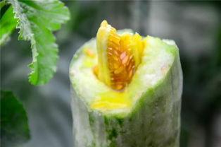 云霄网红吃瓜,揭秘娱乐圈幕后风云